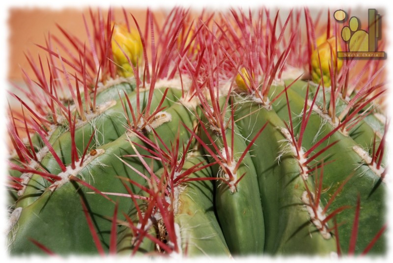 Ferocactus pilosus 103 2011 09 24 02.JPG