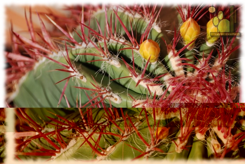 Ferocactus pilosus 103 2011 09 24 03.JPG