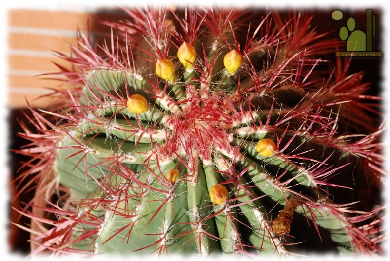 Ferocactus pilosus 103 2011 09 24 01.JPG
