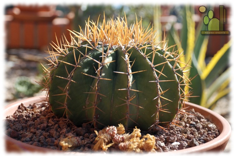 Ferocactus schwarzii 206.JPG