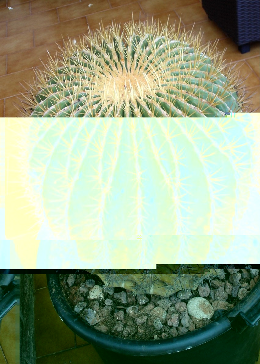 Ferocactus hystrix 230911 006 [50%].jpg