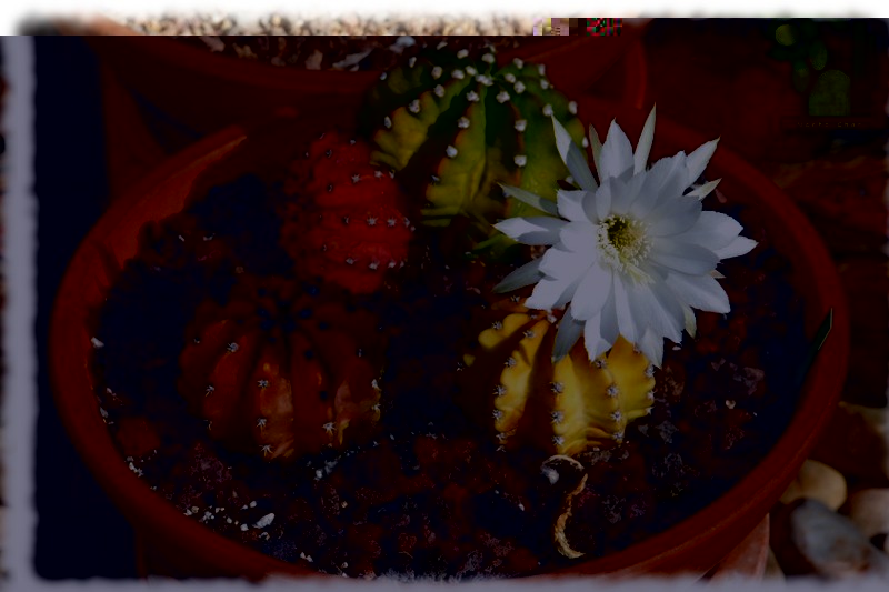Echinopsis subdenudata