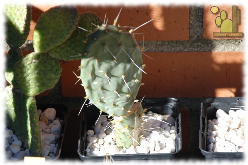 Opuntia sp 246 2009 02 22.JPG