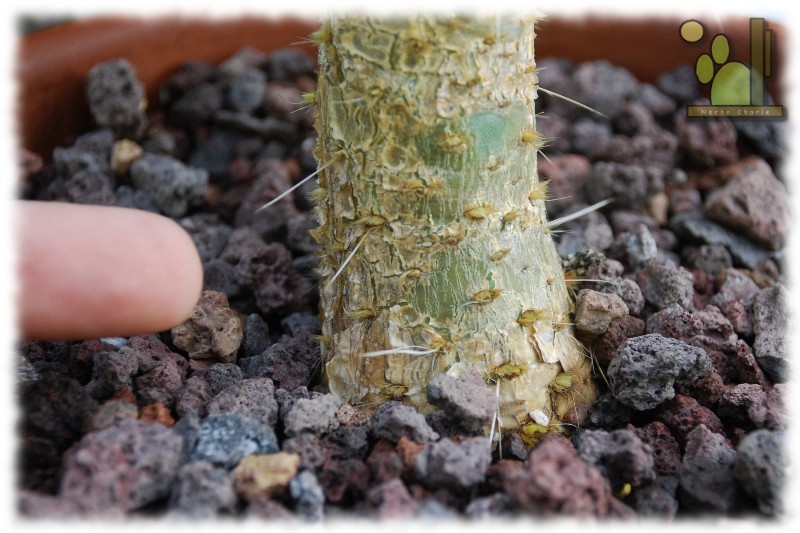 Opuntia sp 246 2011 10 04.jpg