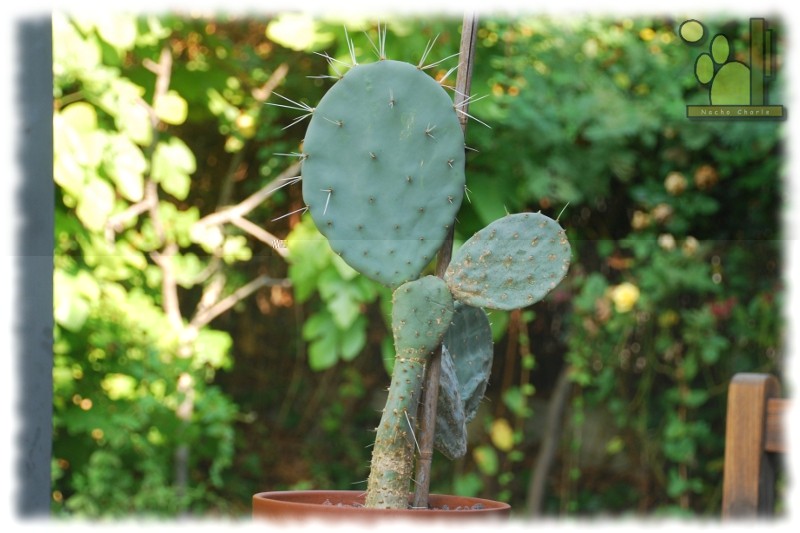 Opuntia sp 246 2011 10 01.jpg