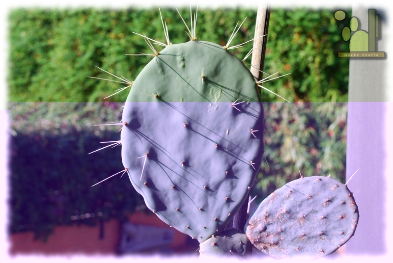 Opuntia sp 246 2011 10 02.jpg