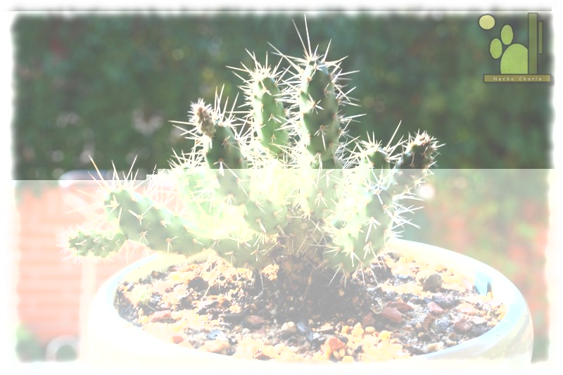 Opuntia armata 454 2011 10 01.JPG
