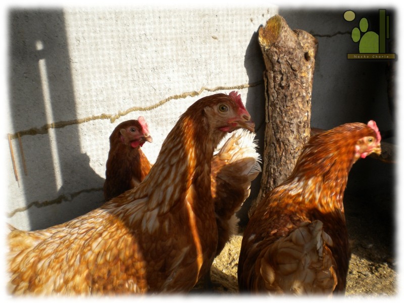 gallinas.jpg
