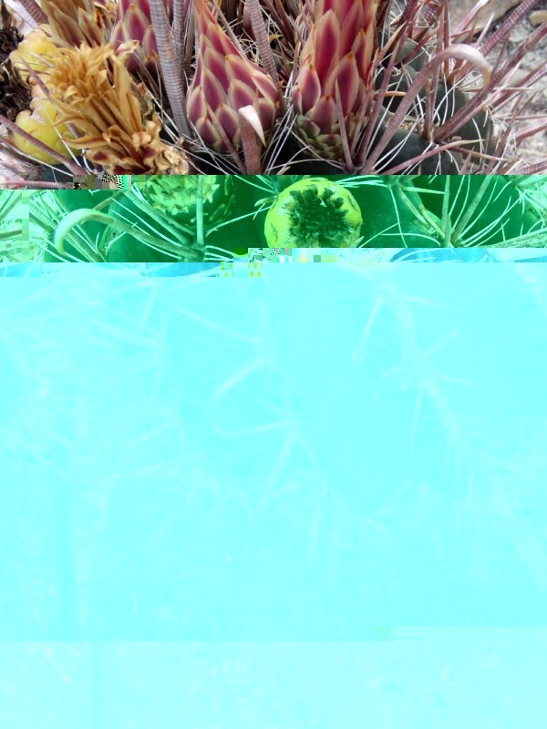 Ferocactus peninsulae townsendianus-DSCF2490 [800x600].jpg