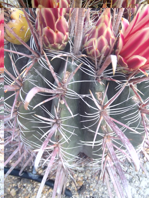 Ferocactus peninsulae townsendianus-DSCF2491 [800x600].jpg