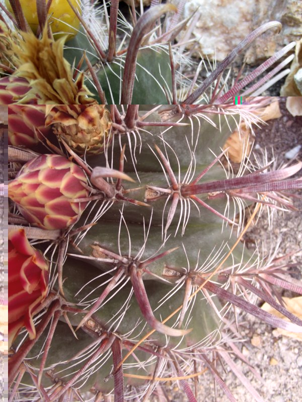 Ferocactus peninsulae townsendianus-DSCF2492 [800x600].jpg