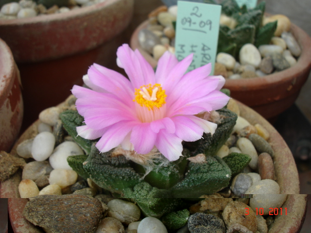 Bravoanus hintonii