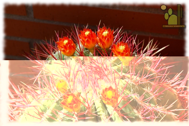 Se le ve la irregularidad comentada post atras.