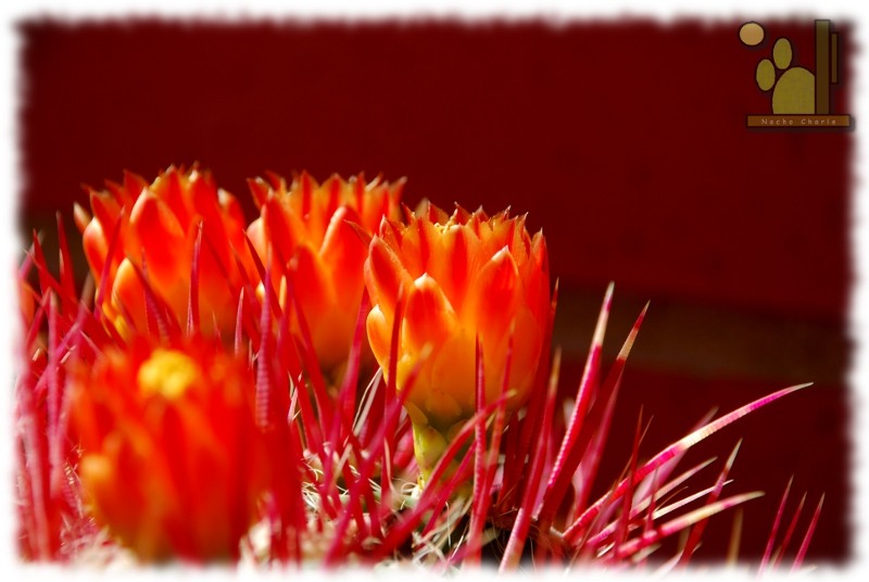 Se sale del tiesto, literalmente