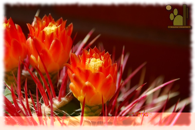 En espera de una abejita que polinice las flores y me de semillas