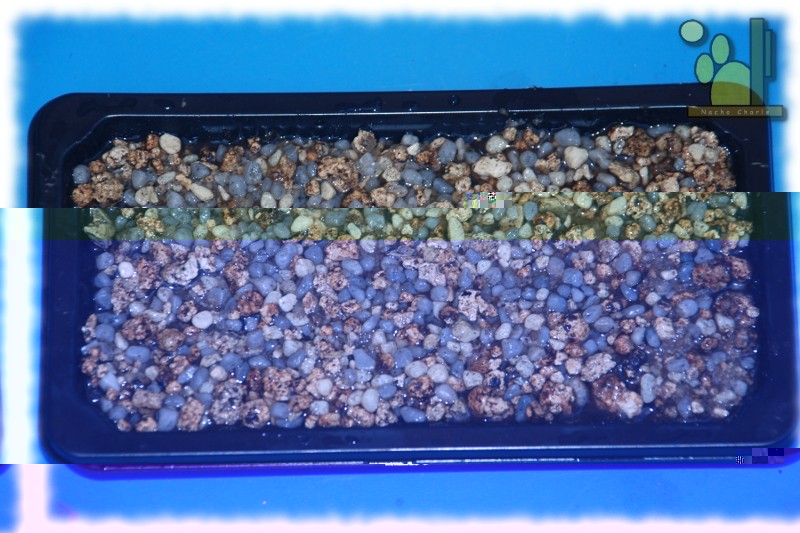 Se cubre con unas piedras pasadas también por el micro 1/2 minuto (recicladas de acuario, con su limo y todo)