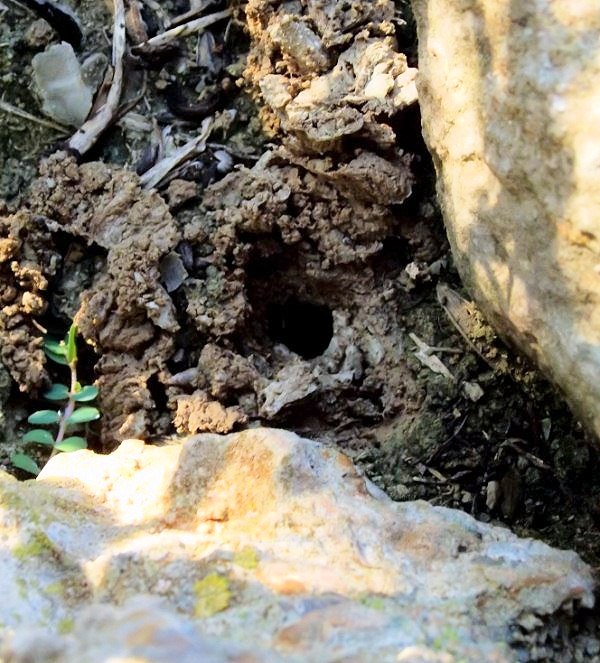 El agujero hecho en la tierra húmeda, cuando lo pillé infraganti. Bueno esto debe ser incorrecto, si está con la puesta debe ser LA PILLÉ.