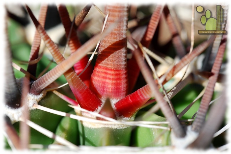 Se ve claramente la espina central, las radiales y las que son como pelos