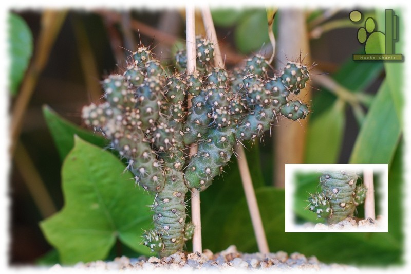 Opuntia sp 335 2011 10 08 02.JPG