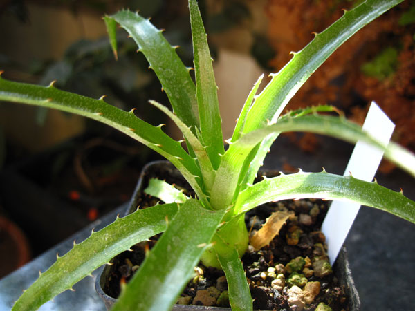 P. raimondi