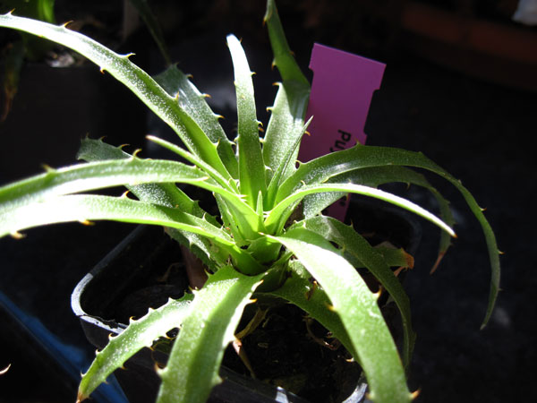P. chilensis