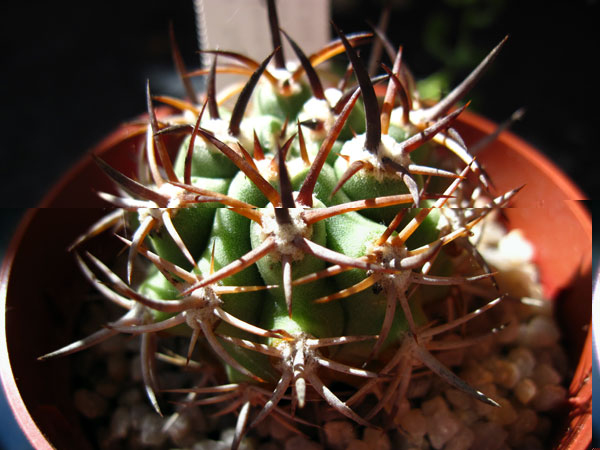 E. algarrobensis
