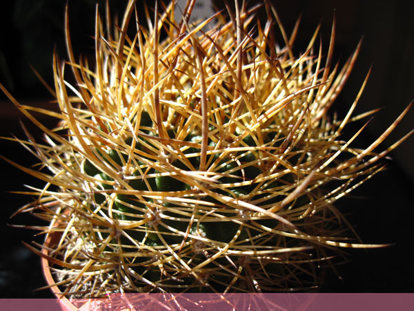 P. sp. Ovalle