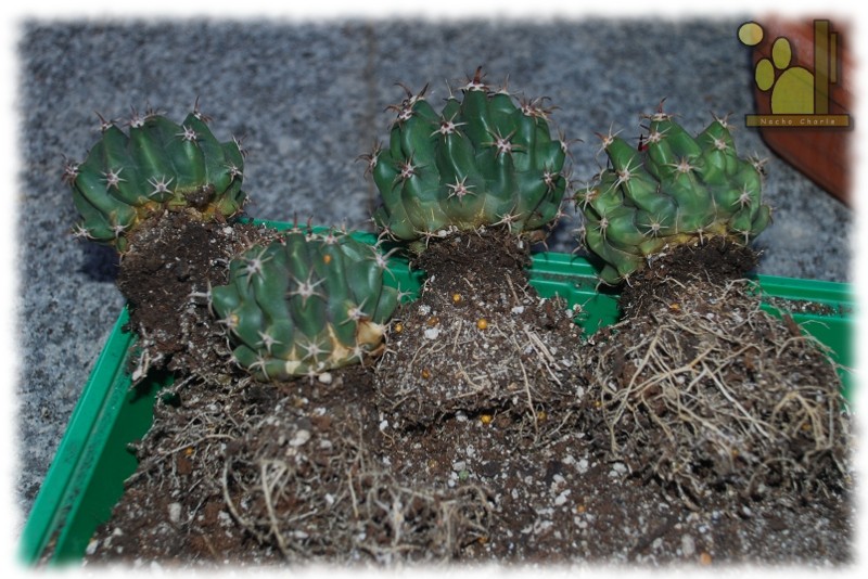 Ferocactus horridus f. brevispina 336 2011 10 09 02.JPG
