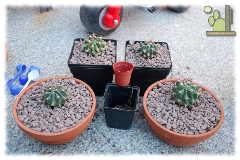 Ferocactus horridus f. brevispina 336 2011 10 09 03.JPG