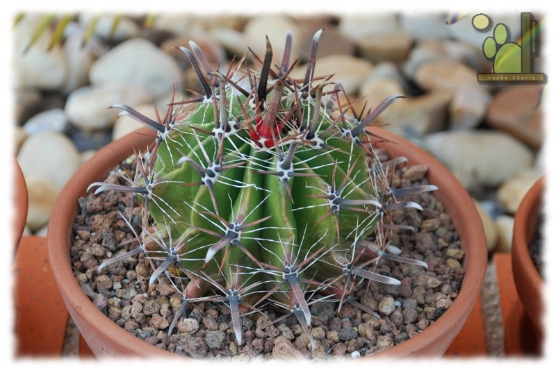 Ferocactus sp.JPG