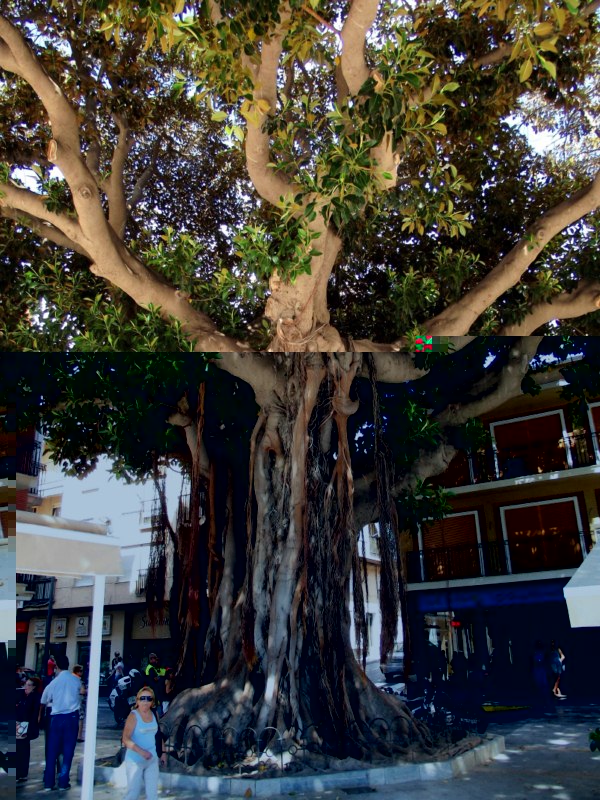 El ficus en cuestión.