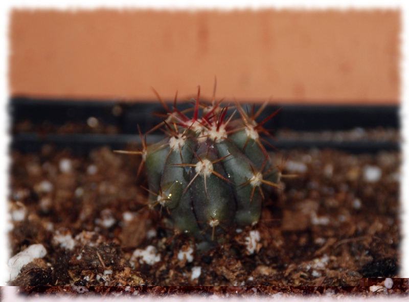 Ferocactus horridus f. brevispina 336 2009 04..JPG