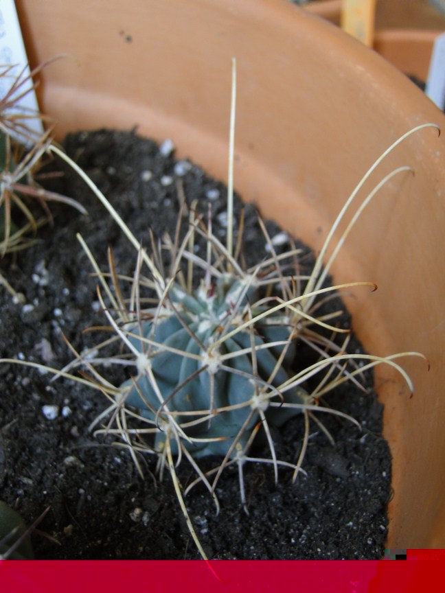 DSC02486 (648 x 864).jpg