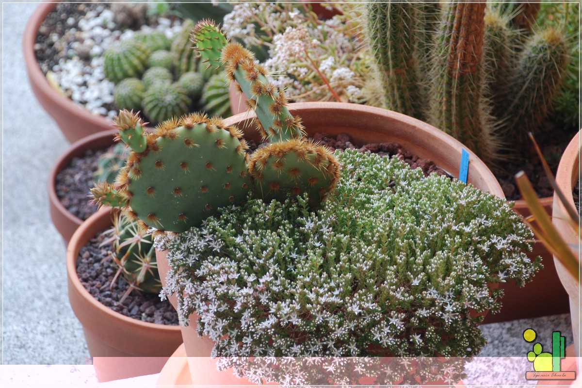 Opuntia aciculata 185 2011 05 04.JPG