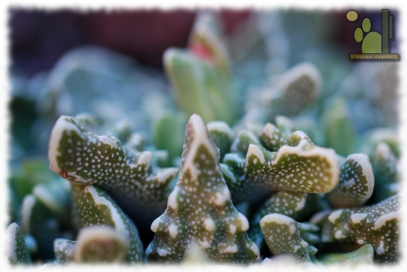 faucaria 2011 10 01.jpg