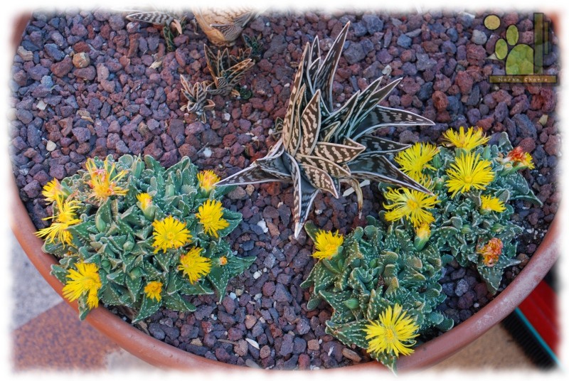 faucaria 2011 10 02.jpg
