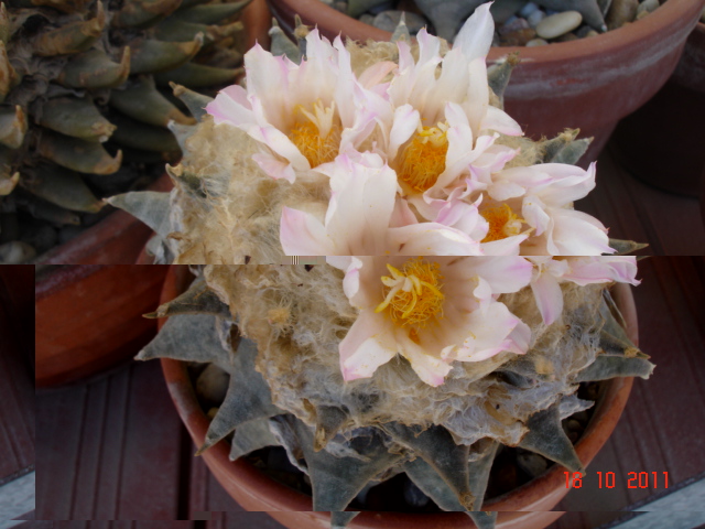 A 014.jpg