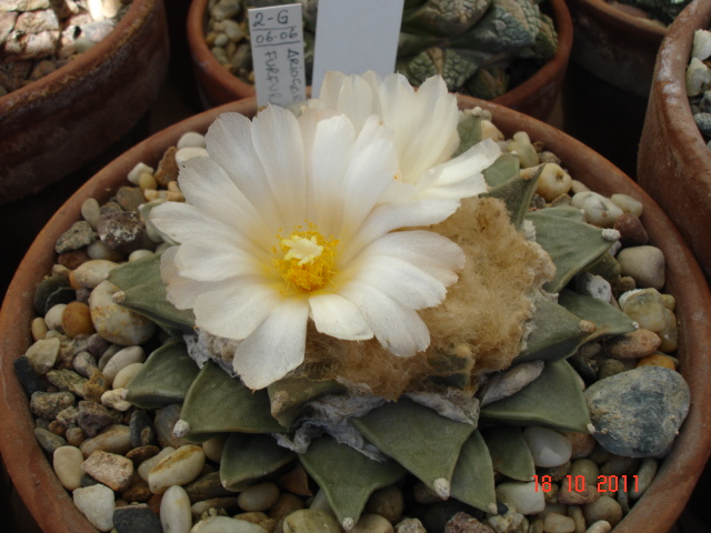 A 015.jpg