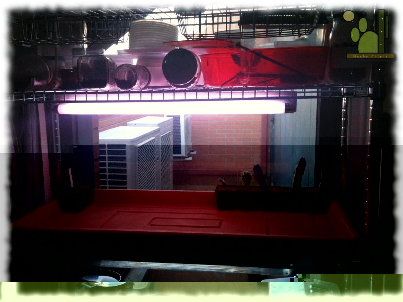 semillero luz 001.jpg