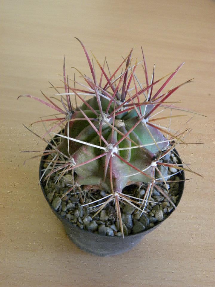 Ferocactus chrysacanthus &quot;rubrispinus&quot; hybrid ??