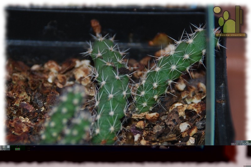 Opuntia humifusa 377 2011 10 20.JPG