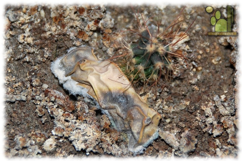 Opuntia humifusa 377 2011 10 21.JPG