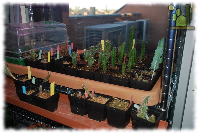 semillero luz 002.jpg