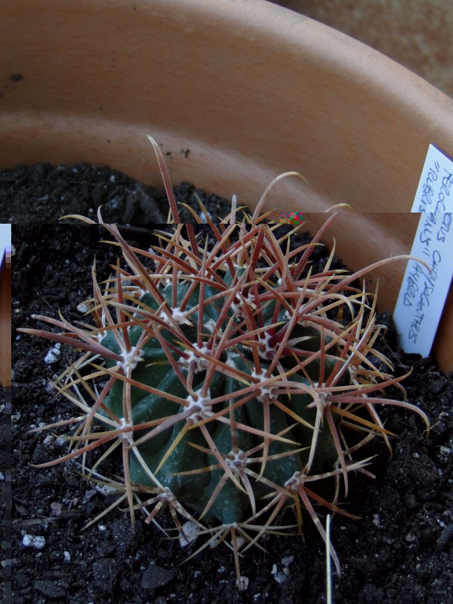 Y mira el chrysacanthus