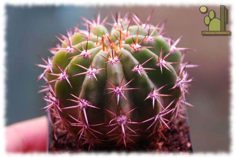 Echinopsis sp 743.jpg