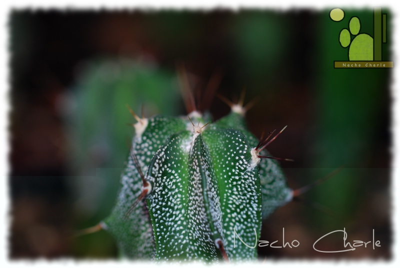 Astrophytum ornatum 257 2011 10.JPG