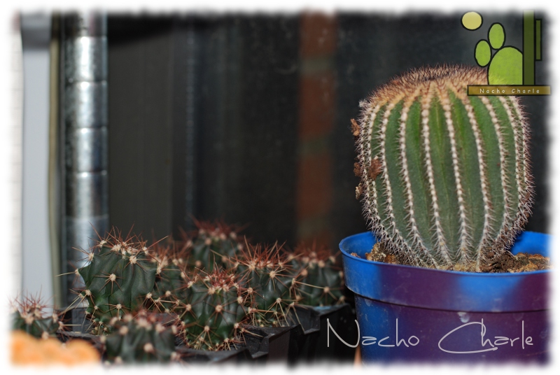 Ferocactus sp 2011 10 26.jpg