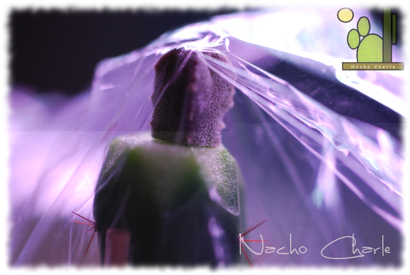 Astrophytum miriostygma cv onzuka 046 2011 10.JPG