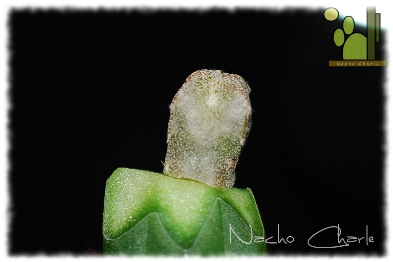 Astrophytum miriostygma cv onzuka 046 2011 10 01.JPG