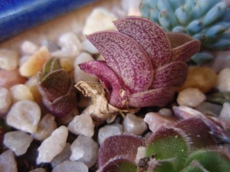 Callisia navicularis.jpg